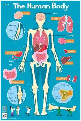 Εικόνα της COLLINS CHILDREN’S POSTER - HUMAN BODY