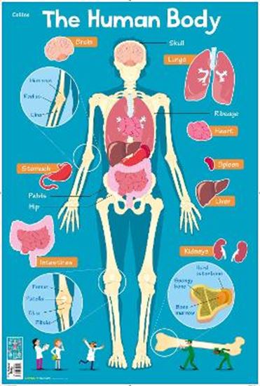Εικόνα από COLLINS CHILDREN’S POSTER - HUMAN BODY