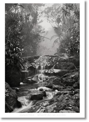 Εικόνα της SEBASTI?O SALGADO. AMAZΟNIA. POSTER 'CREEK'